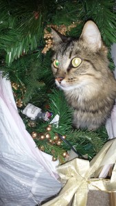 Tazzy so eager to help out