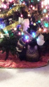 The favorite cat spot