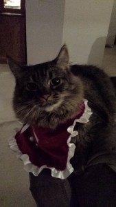 Tessa in her Christmas best